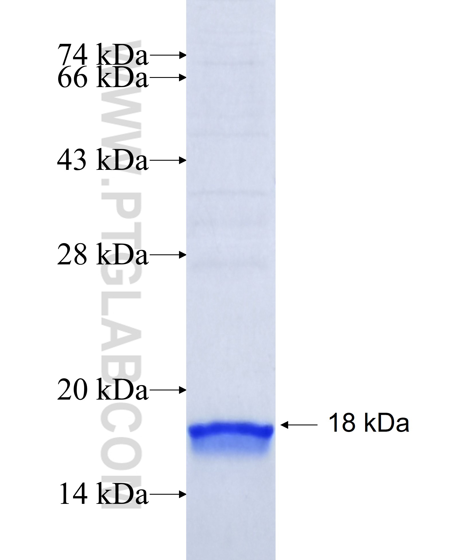 ANG fusion protein Ag9804 SDS-PAGE