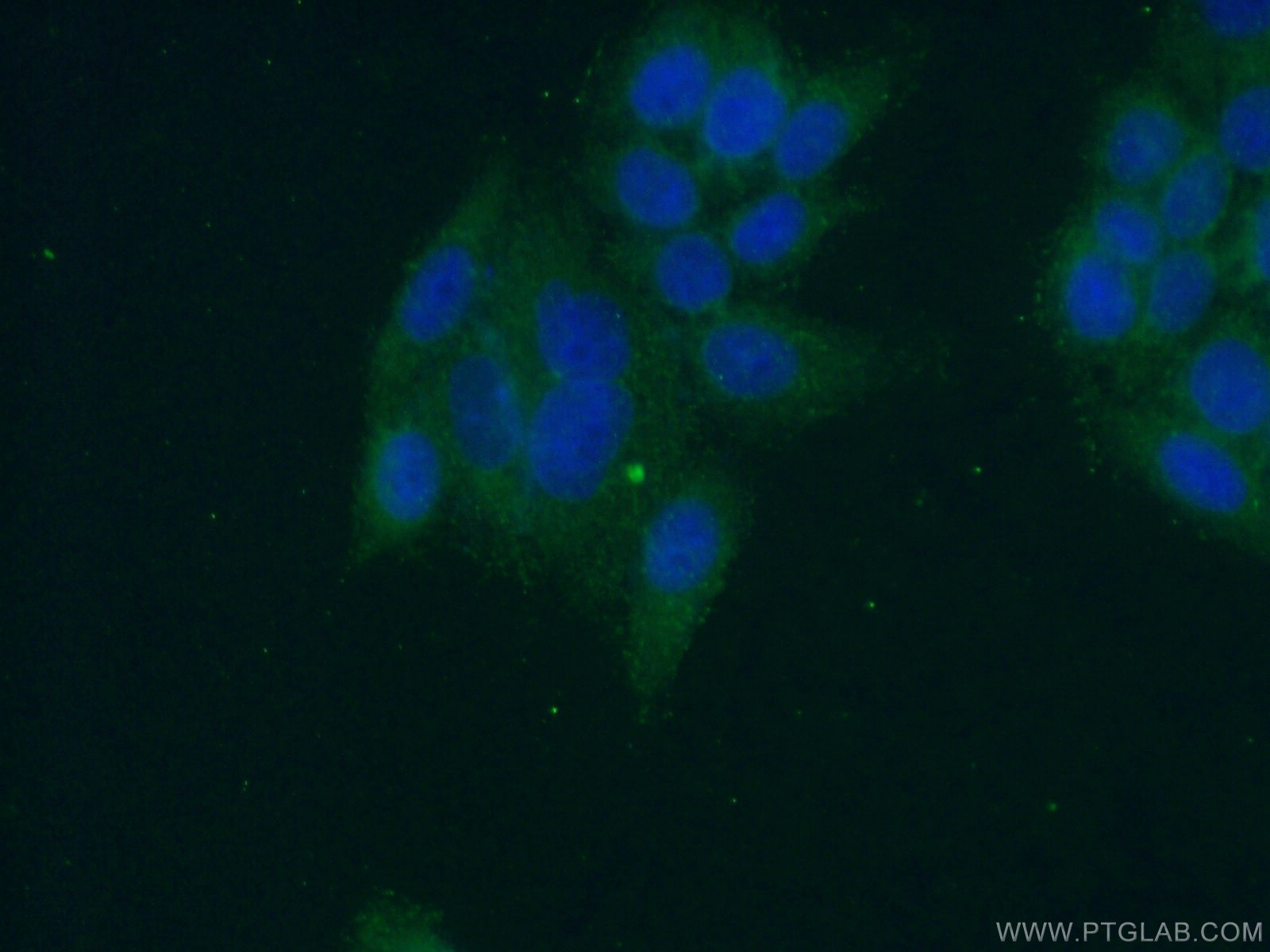 IF Staining of HeLa using 23302-1-AP