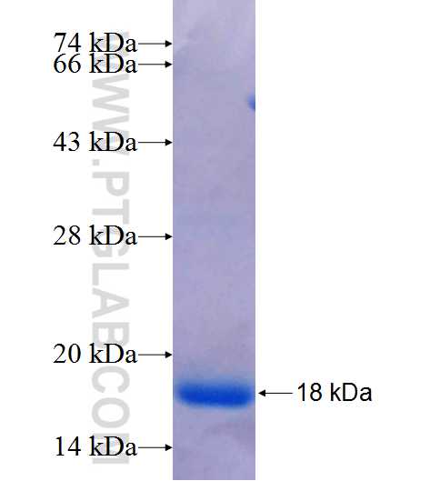 ANGPT1 fusion protein Ag25705 SDS-PAGE