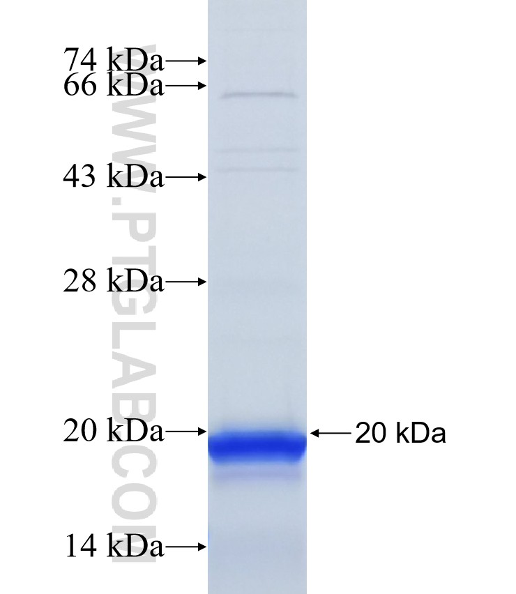 ANGPT1 fusion protein Ag25705 SDS-PAGE