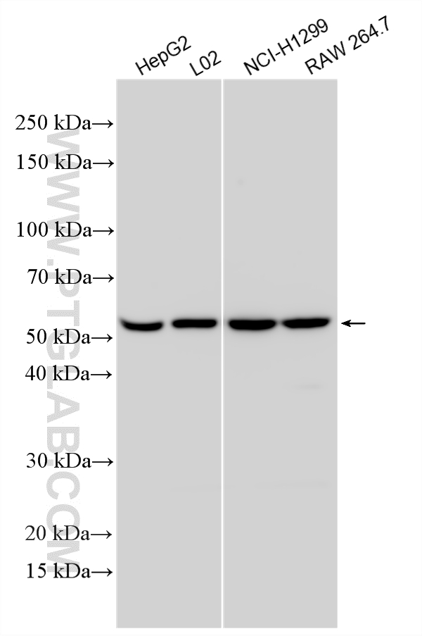 WB analysis using 33510-1-AP (same clone as 33510-1-PBS)