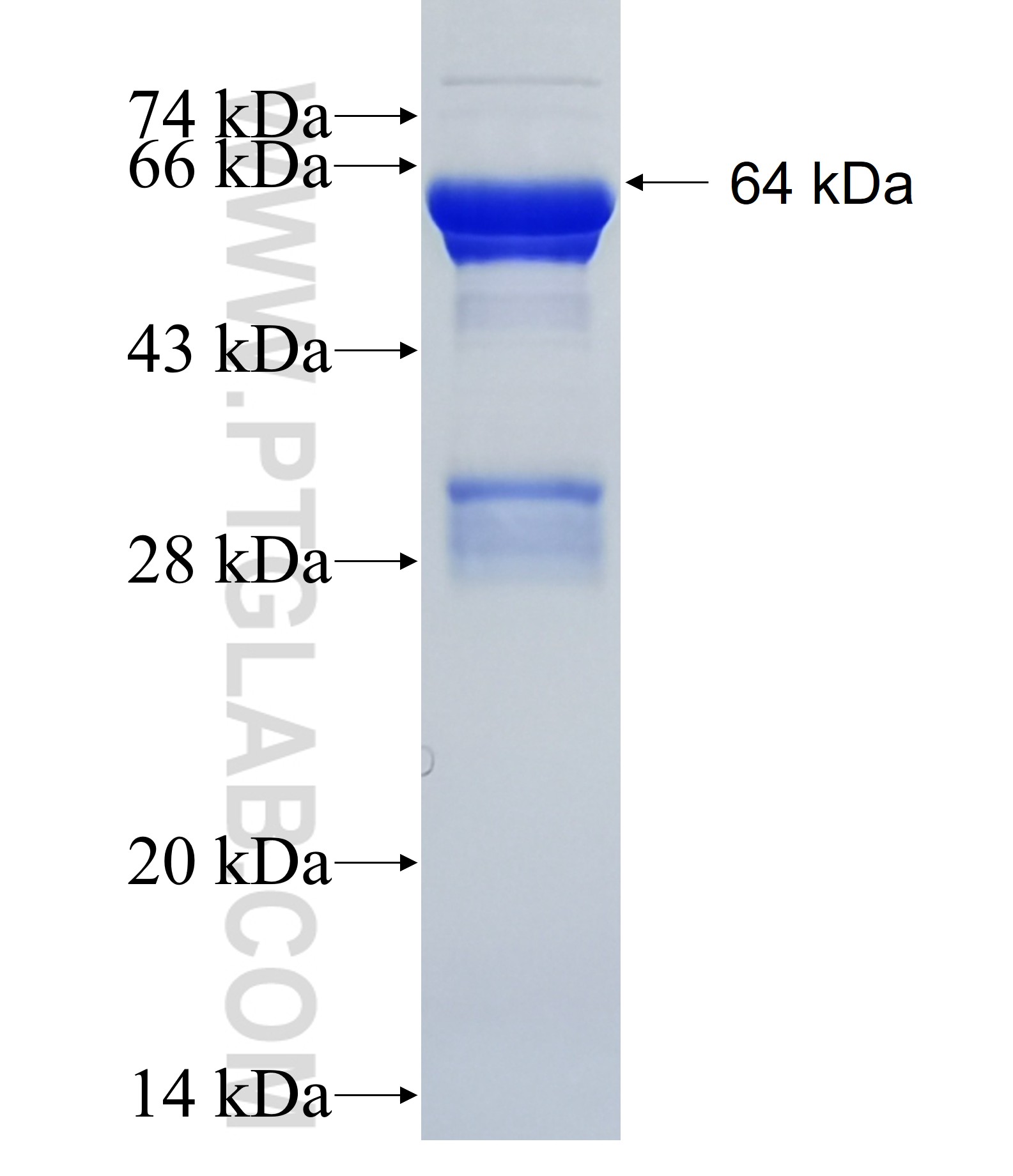 ANGPT4 fusion protein Ag36152 SDS-PAGE