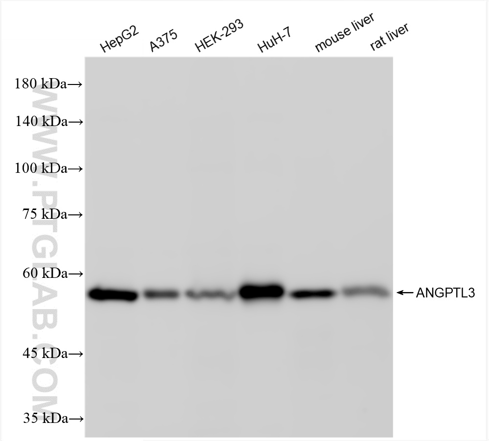 WB analysis using 86193-1-RR