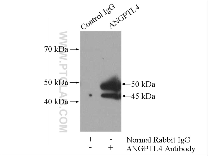 IP experiment of mouse heart using 18374-1-AP