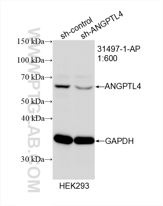 WB analysis of HEK-293 using 31497-1-AP WB analysis of HEK-293 using 31497-1-AP