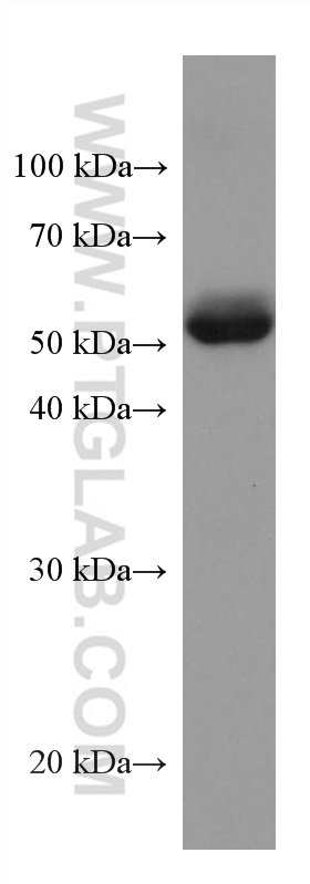 WB analysis of human placenta using 67577-1-Ig