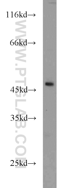 WB analysis of HEK-293 using 13986-1-AP