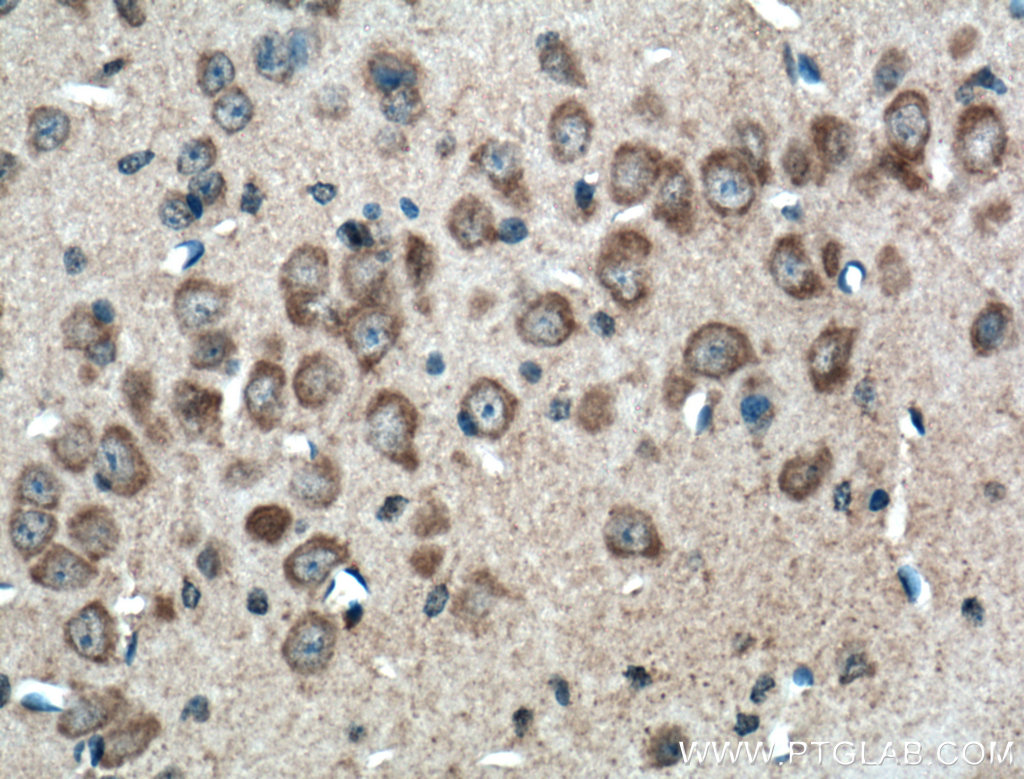 IHC staining of mouse brain using 27766-1-AP