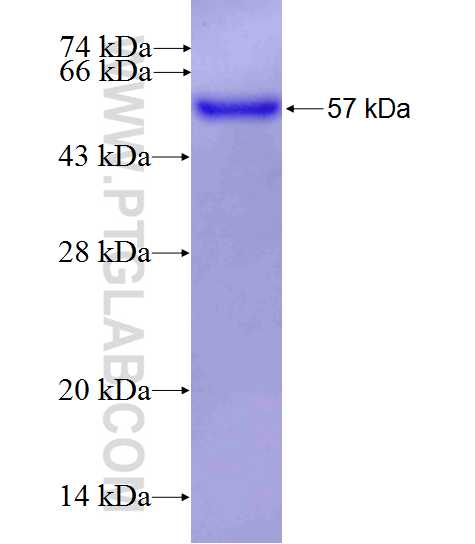 ANK3 fusion protein Ag26948 SDS-PAGE