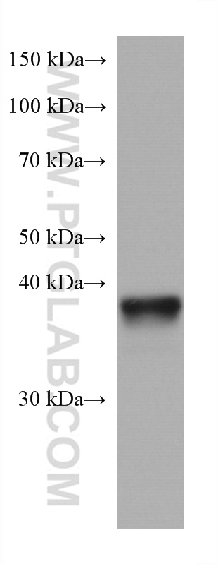 WB analysis of mouse heart using 67775-1-Ig (same clone as 67775-1-PBS)