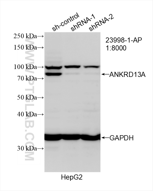 WB analysis of HepG2 using 23998-1-AP