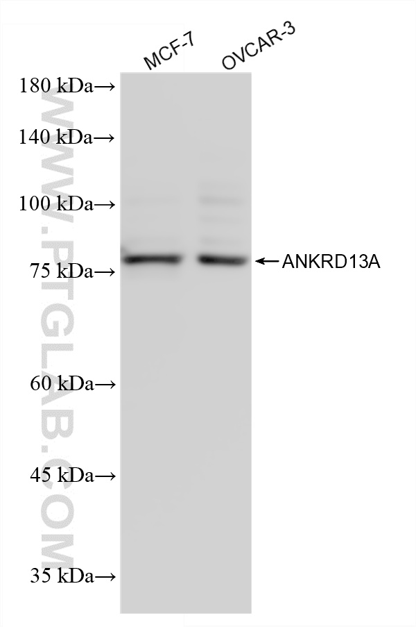 WB analysis using 87239-1-RR