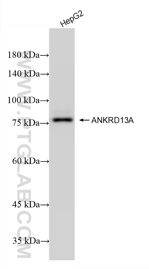 WB analysis of HepG2 using 87239-1-RR