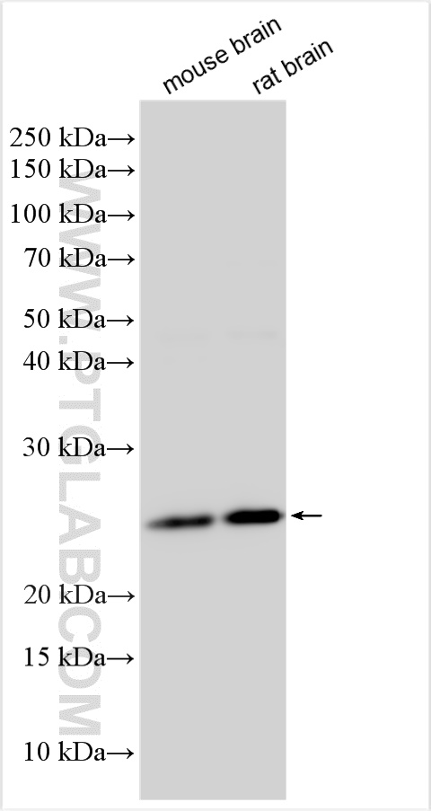 WB analysis using 27568-1-AP