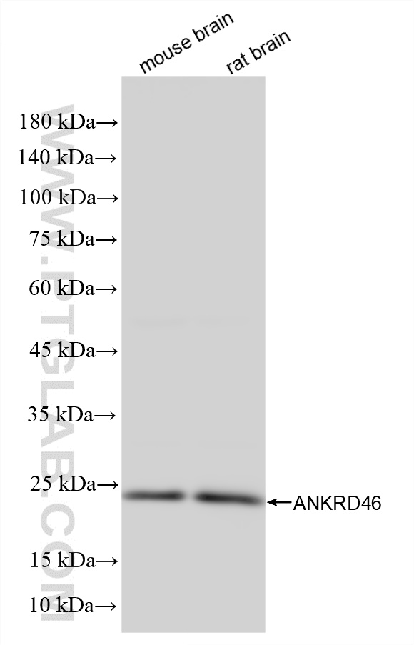 WB analysis using 86827-4-RR (same clone as 86827-4-PBS)
