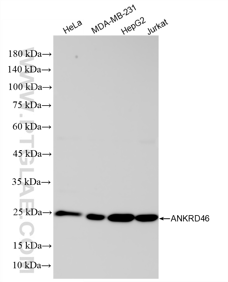 WB analysis using 86827-4-RR (same clone as 86827-4-PBS)