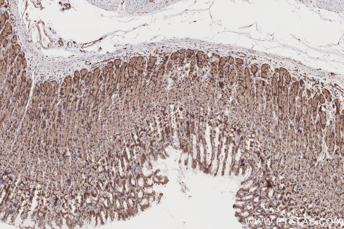 IHC staining of rat stomach using 24283-1-AP