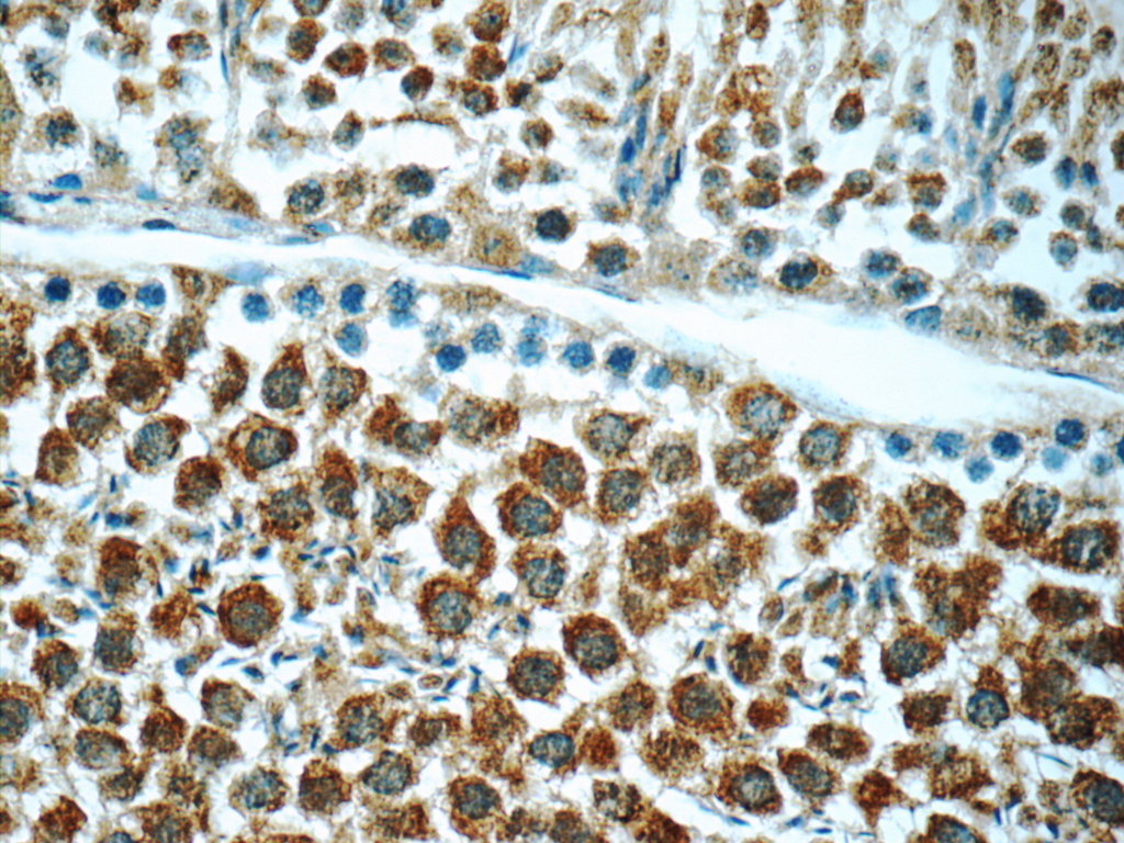 IHC staining of mouse testis using 25738-1-AP