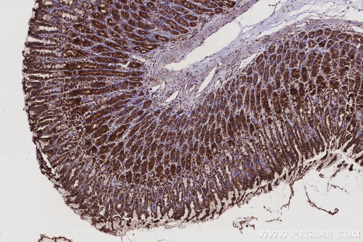 IHC staining of rat stomach using 25738-1-AP IHC staining of rat stomach using 25738-1-AP