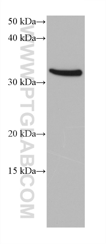 WB analysis of U2OS using 68388-1-Ig