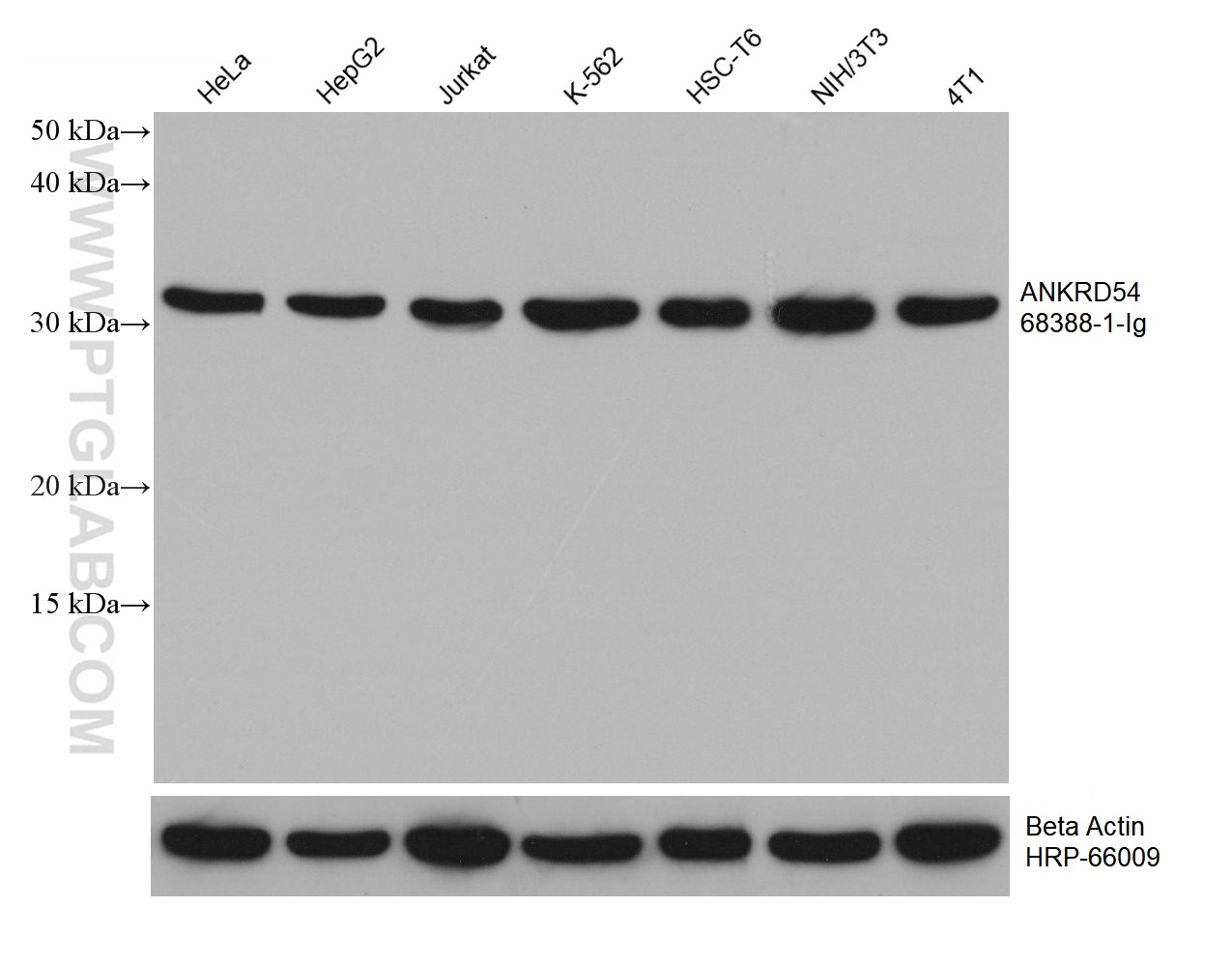 WB analysis using 68388-1-Ig (same clone as 68388-1-PBS)