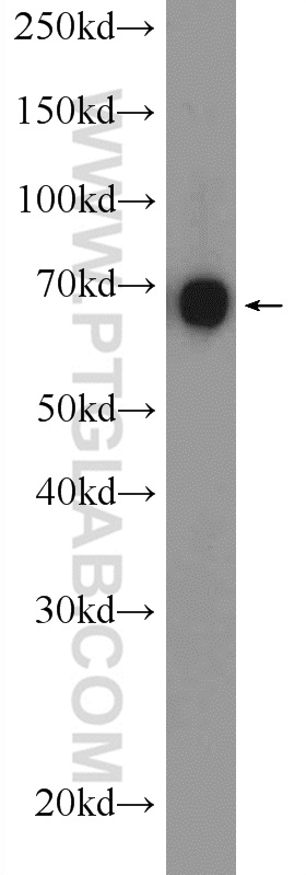 WB analysis of A549 using 24783-1-AP