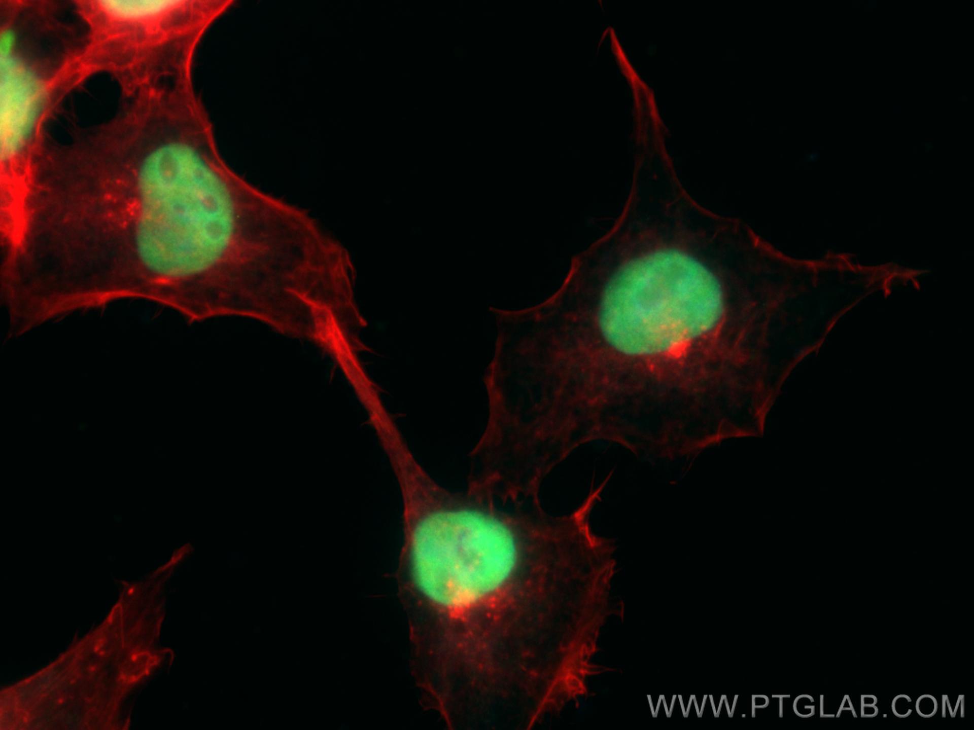 IF Staining of A431 using CL488-67687