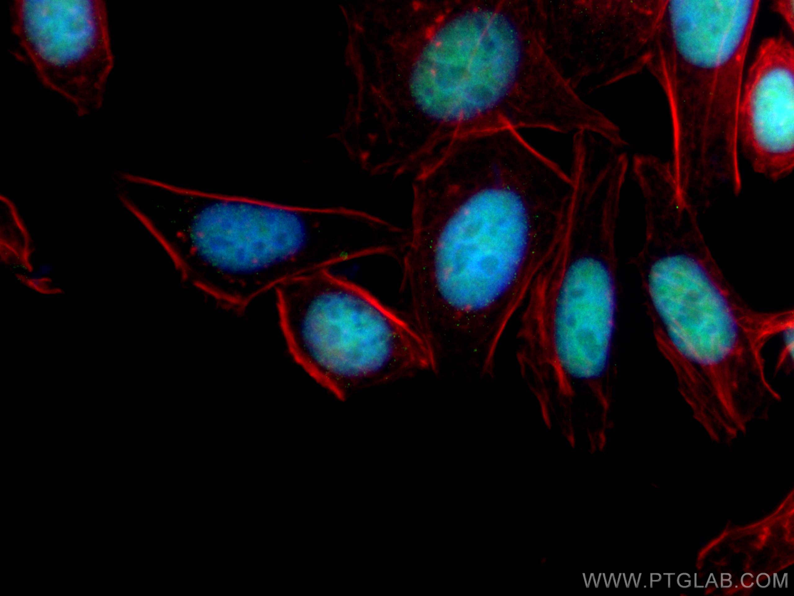 IF Staining of HepG2 using CL488-66160