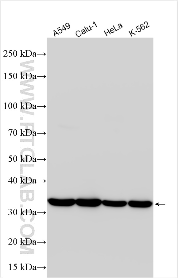 WB analysis using 21990-1-AP