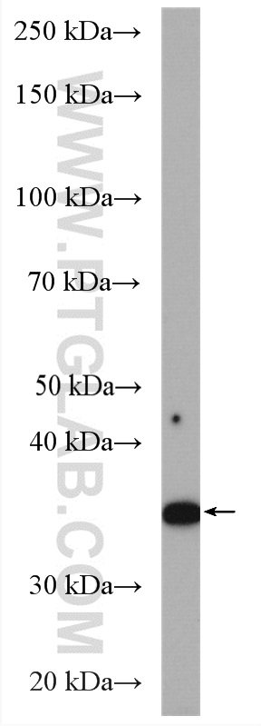 WB analysis of C2C12 using 55018-1-AP