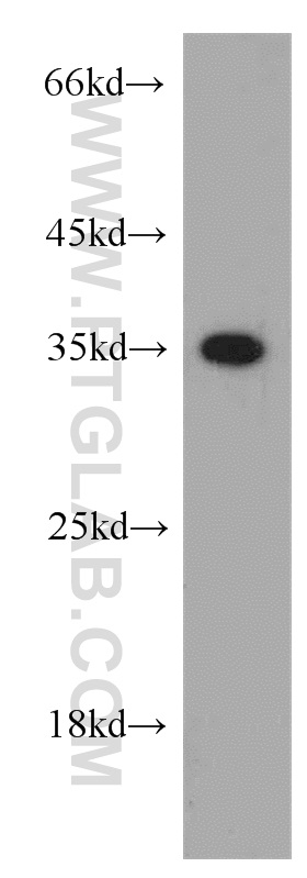 Annexin A1 Polyclonal antibody