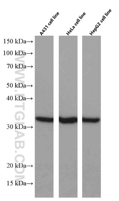 WB analysis using 66344-1-Ig