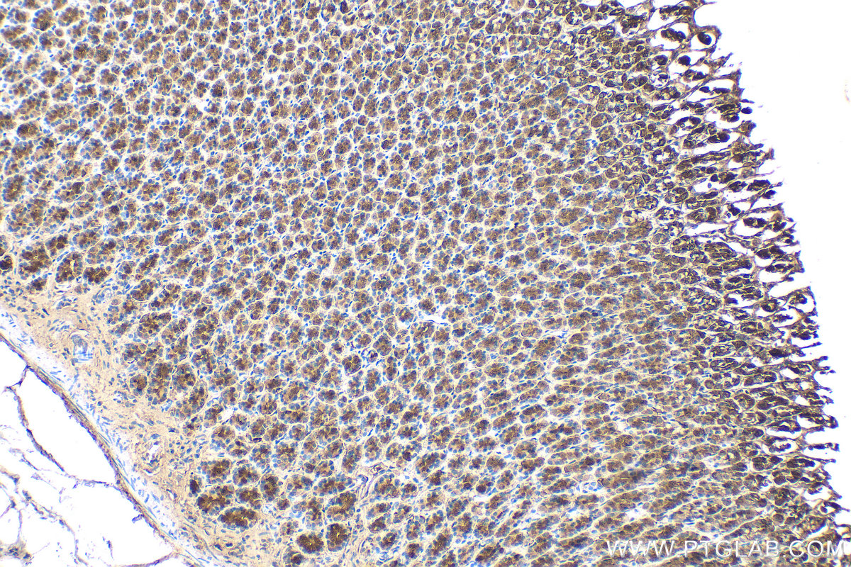 IHC staining of rat stomach using 27783-1-AP