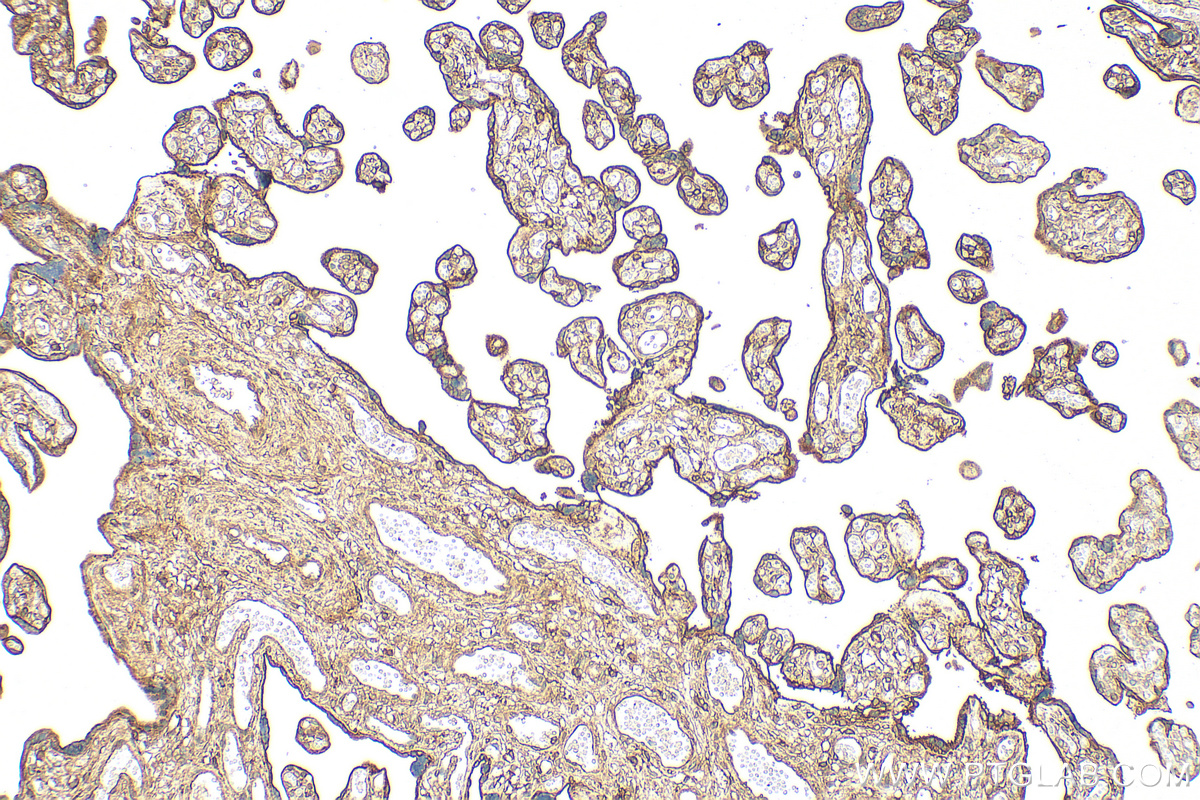 Immunohistochemical analysis of paraffin-embedded human placenta tissue slide using 11060-1-AP (Annexin V antibody) at dilution of 1:1000 (under 10x lens). Heat mediated antigen retrieval with Tris-EDTA buffer (pH 9.0). IHC staining of human placenta using 11060-1-AP