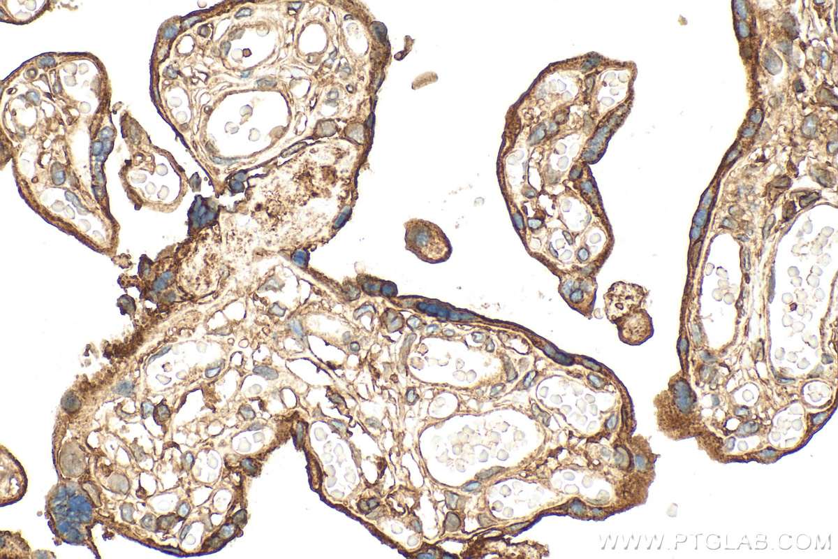 Immunohistochemical analysis of paraffin-embedded human placenta tissue slide using 11060-1-AP (Annexin V antibody) at dilution of 1:1000 (under 40x lens). Heat mediated antigen retrieval with Tris-EDTA buffer (pH 9.0). IHC staining of human placenta using 11060-1-AP