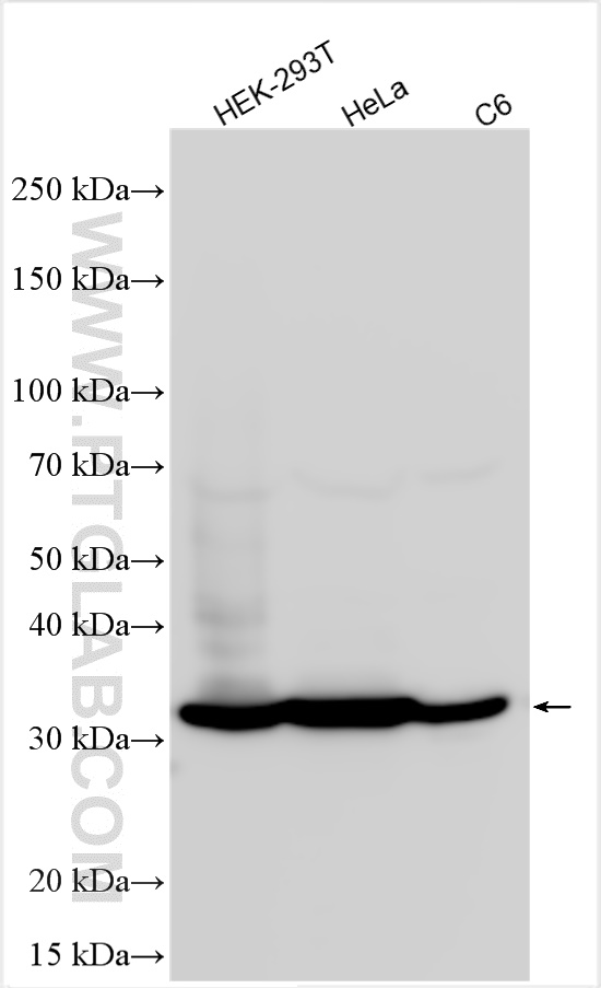 WB analysis using 11060-1-AP