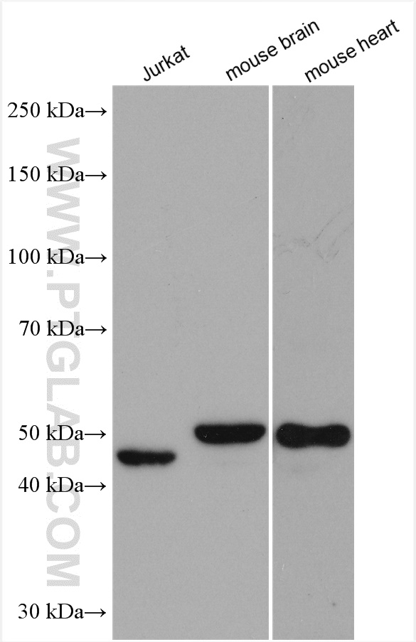 WB analysis using 10154-2-AP