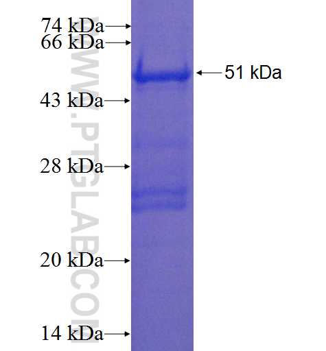 ANXA7 fusion protein Ag0206 SDS-PAGE