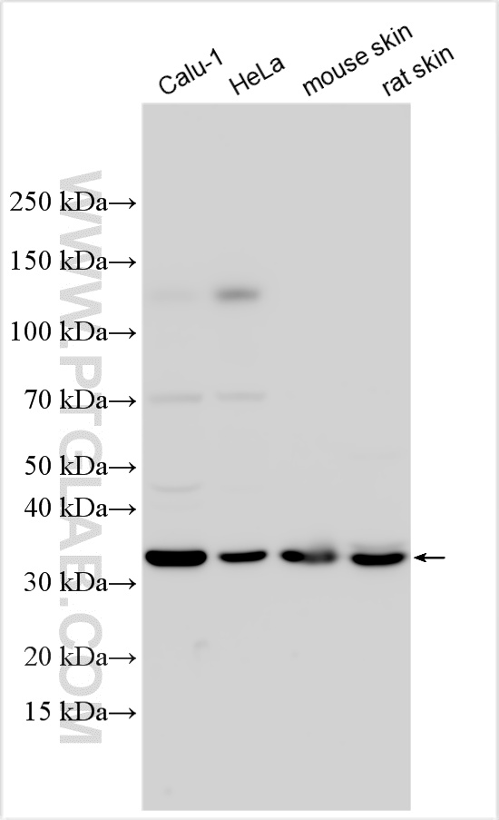 WB analysis using 33144-1-AP