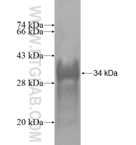 ANXA8 fusion protein Ag0730 SDS-PAGE