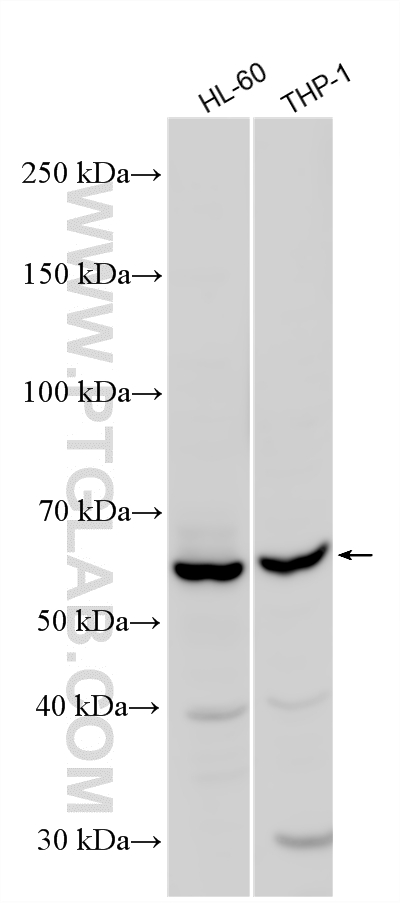 Various lysates were subjected to SDS PAGE followed by western blot with 12911-1-AP (AOAH antibody) at dilution of 1:500 incubated at room temperature for 1.5 hours. WB analysis using 12911-1-AP