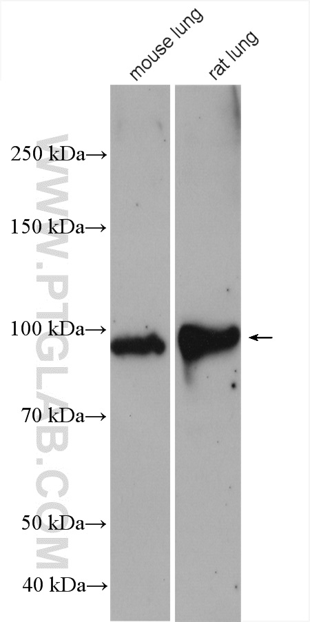 WB analysis using 14365-1-AP