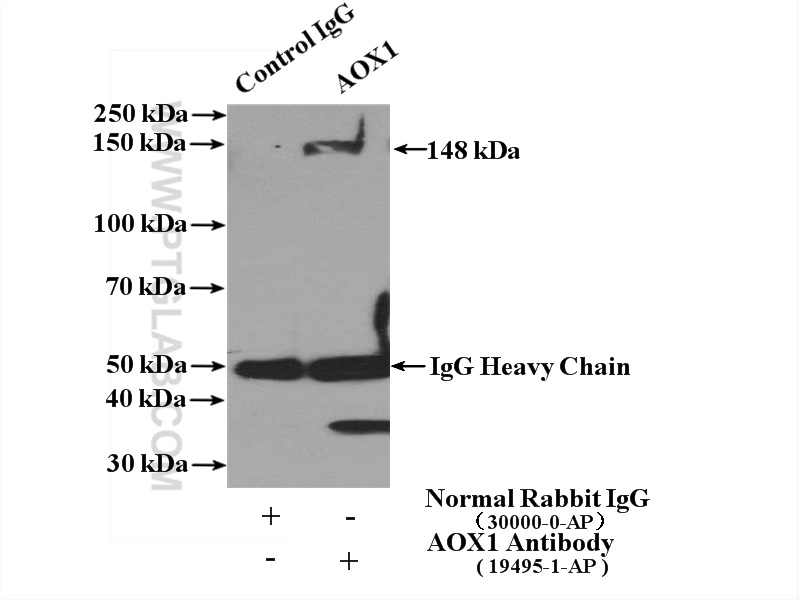 IP experiment of mouse lung using 19495-1-AP