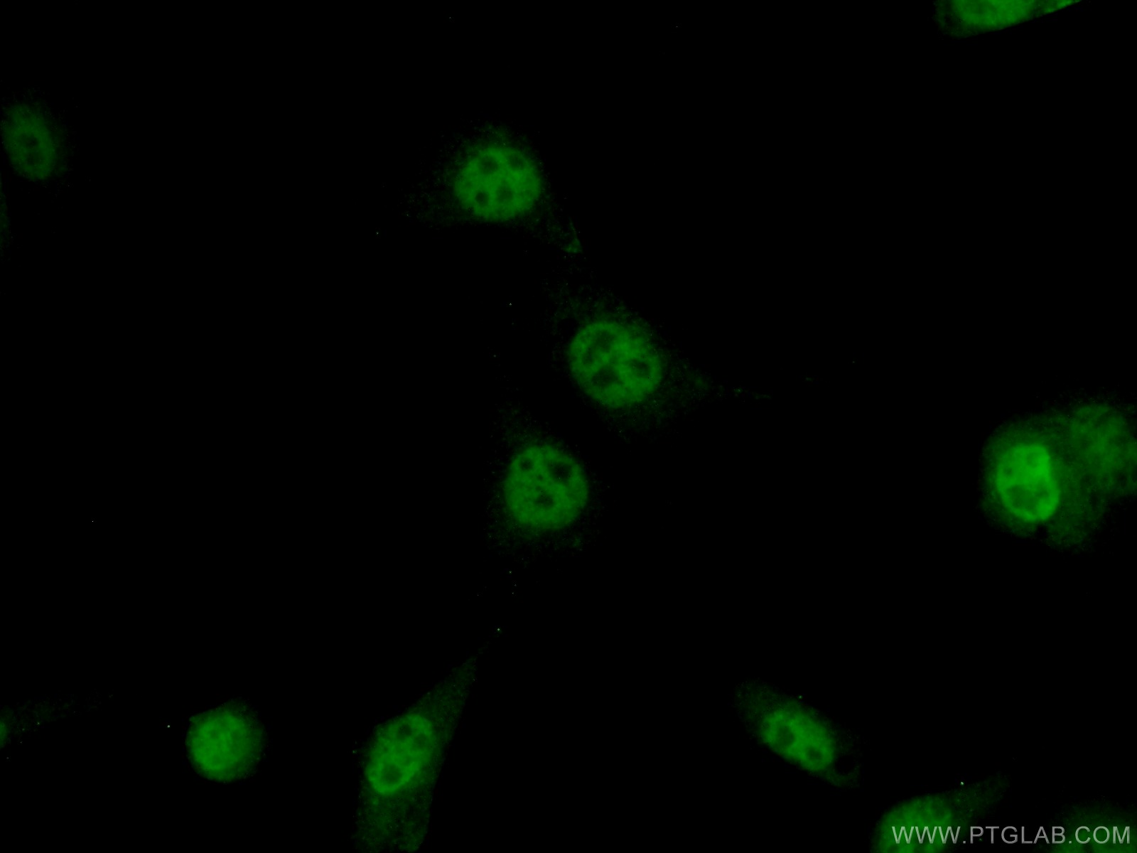 IF Staining of NIH/3T3 using 22114-1-AP