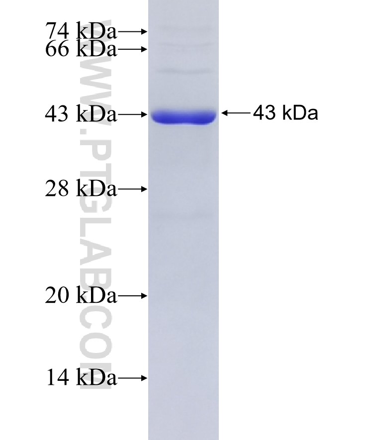 AP1,JUN,P39 fusion protein Ag17419 SDS-PAGE