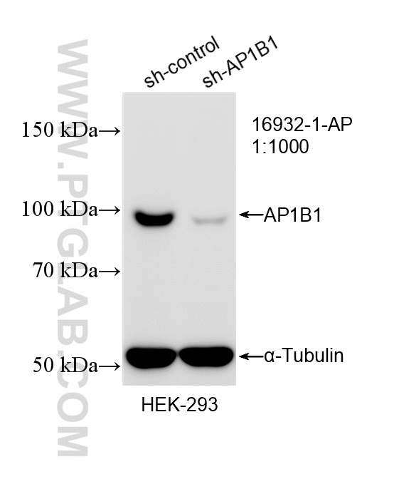 WB analysis of HEK-293 using 16932-1-AP