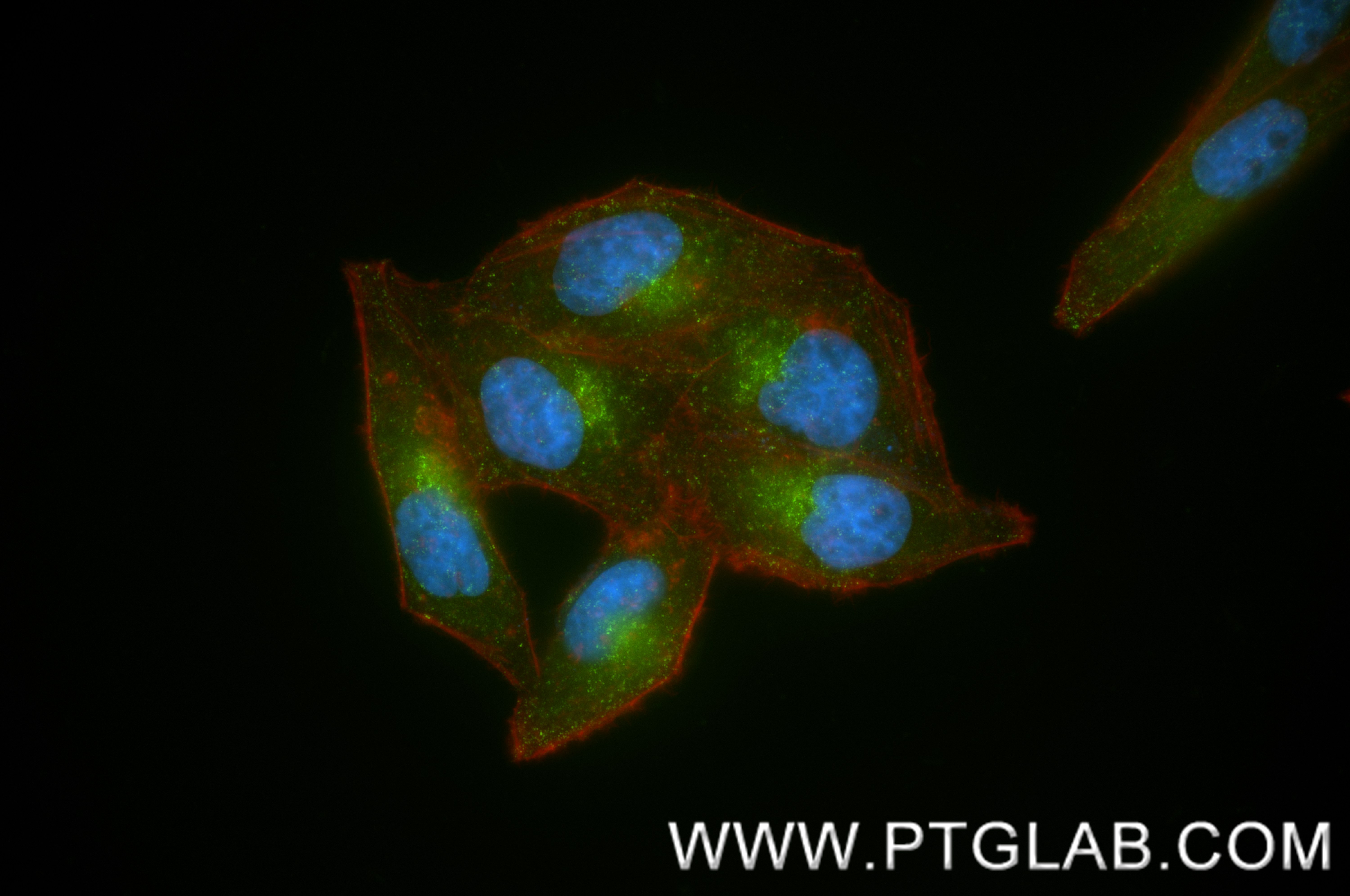 IF Staining of HepG2 using 87859-2-RR (same clone as 87859-2-PBS)