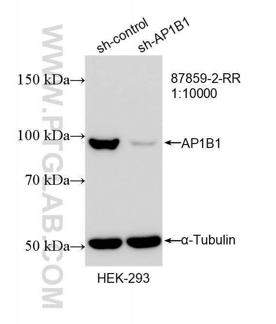 WB analysis of HEK-293 using 87859-2-RR (same clone as 87859-2-PBS)