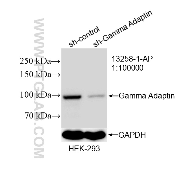 WB analysis of HEK-293 using 13258-1-AP WB analysis of HEK-293 using 13258-1-AP