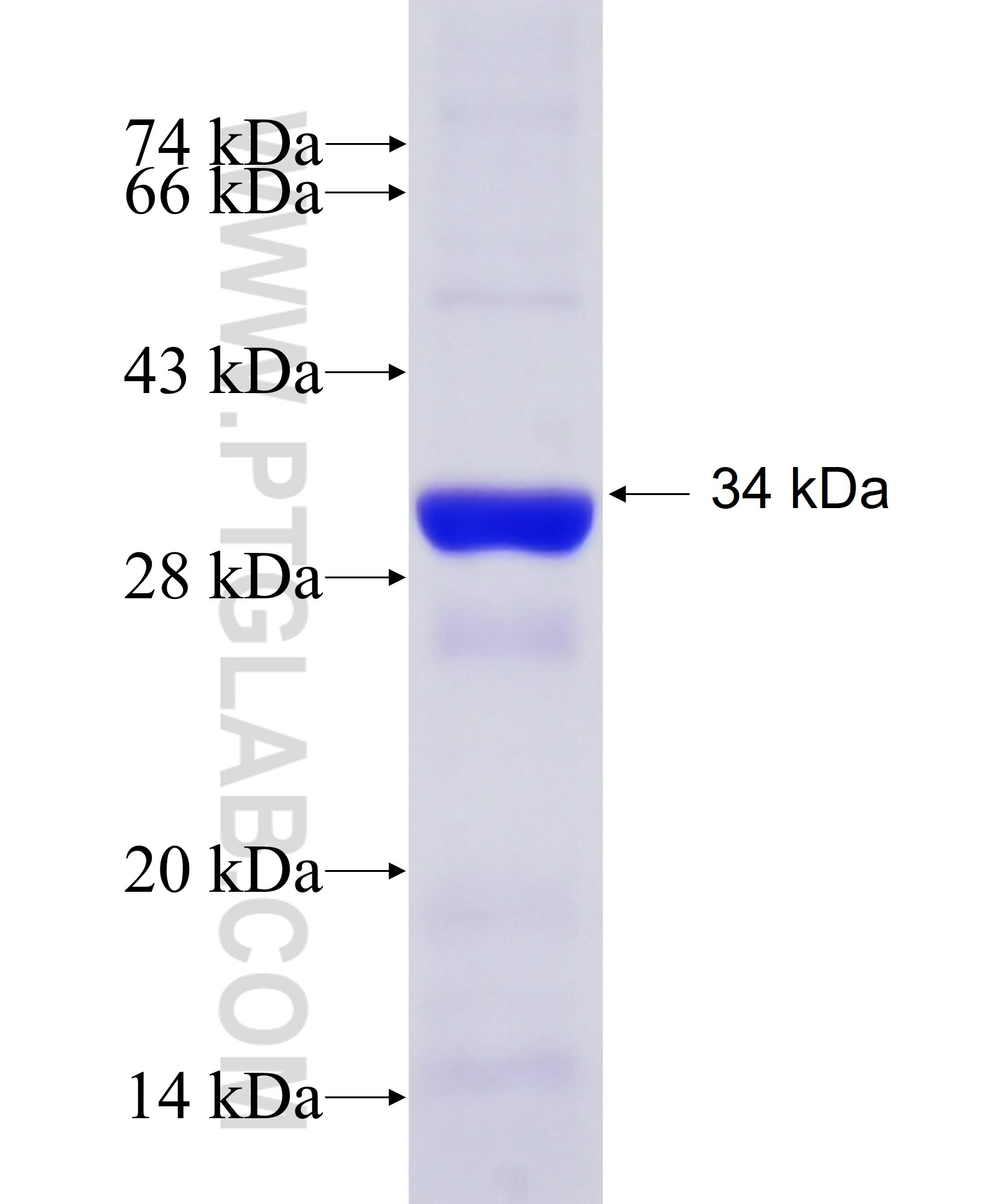 AP1M1 fusion protein Ag25303 SDS-PAGE